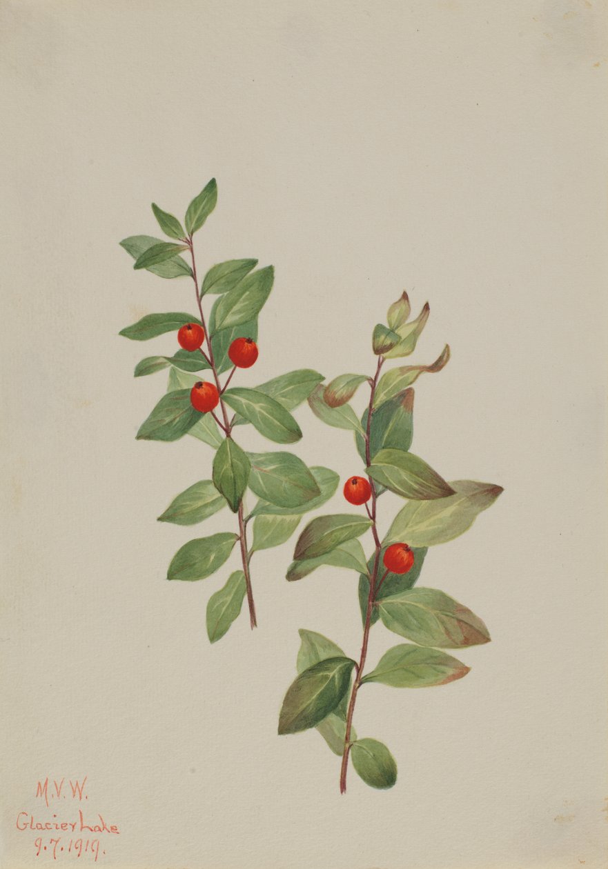 Red Comandra Comandra livida, 1919. av Mary Vaux Walcott