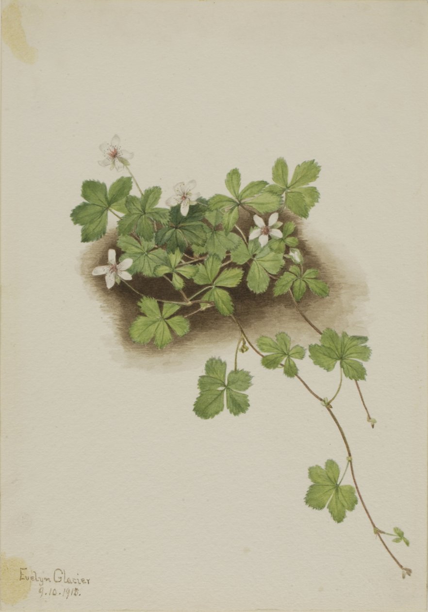 Red Dewberry Rubus pedatus, 1918. av Mary Vaux Walcott