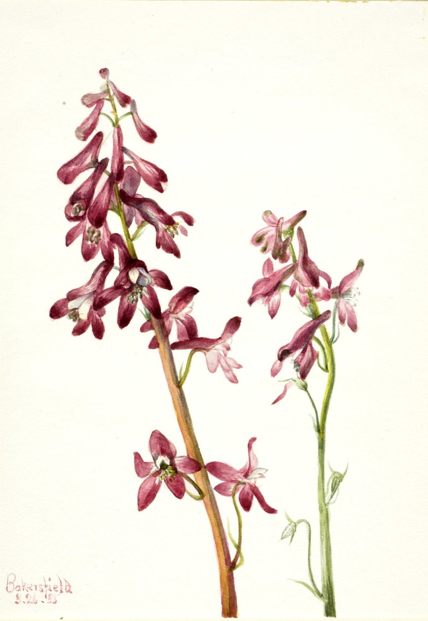Röd lärkspirea (Delphinium nudicale) av Mary Vaux Walcott