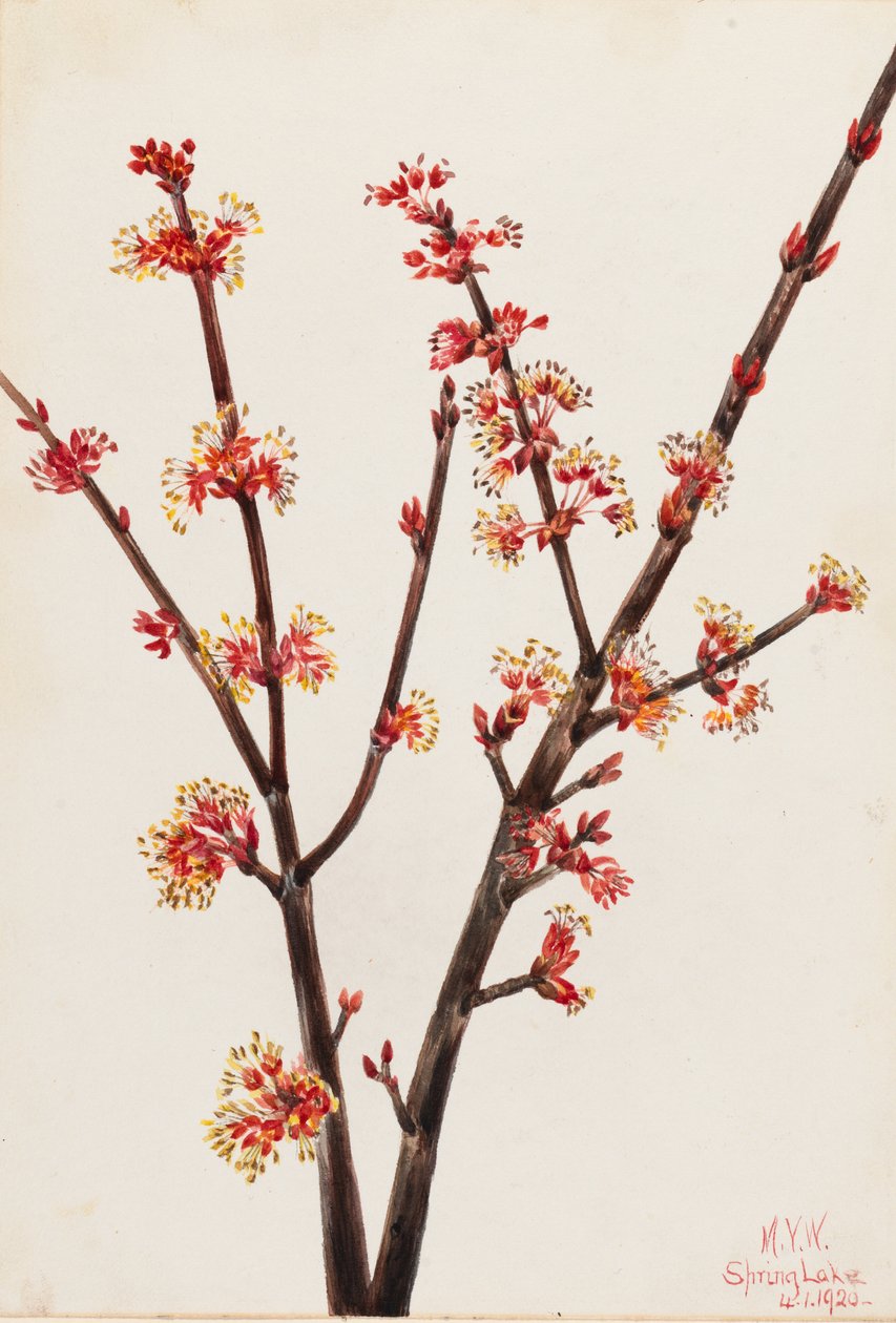 Röd lönn (Acer rubrum) av Mary Vaux Walcott