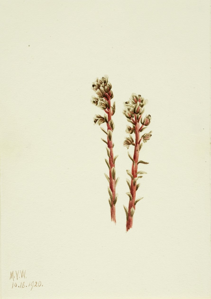 Röd tallört (Hypopitys lanuginosa) av Mary Vaux Walcott