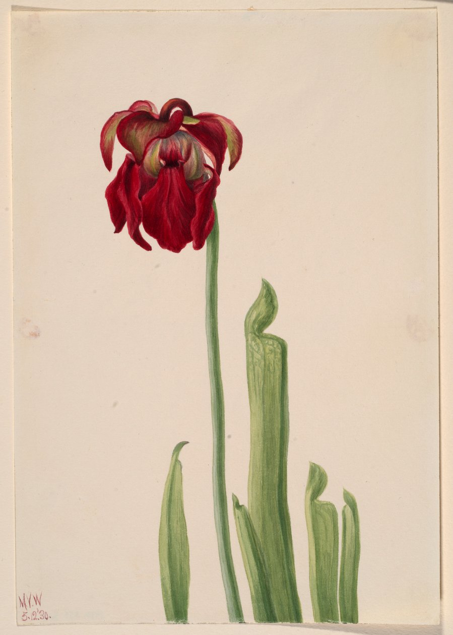 Röd krukväxt (Sarracenia jonesii) av Mary Vaux Walcott