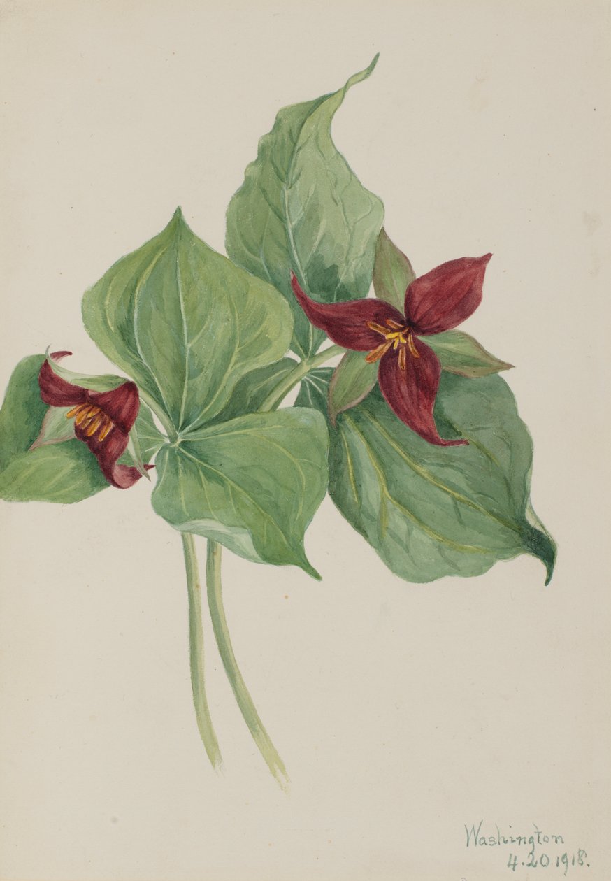 Red Trillium Trillium uppfört, 1918. av Mary Vaux Walcott