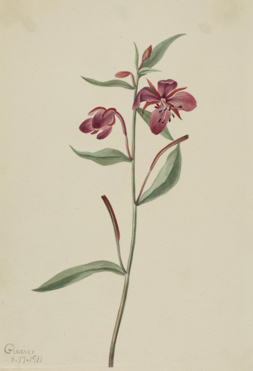 Red Willowweed Epilobium latifolium, 1911. av Mary Vaux Walcott