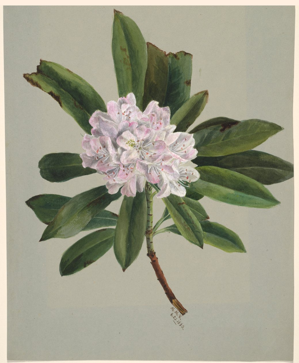 Rhododendron Rhododendron maximum, 1880. av Mary Vaux Walcott