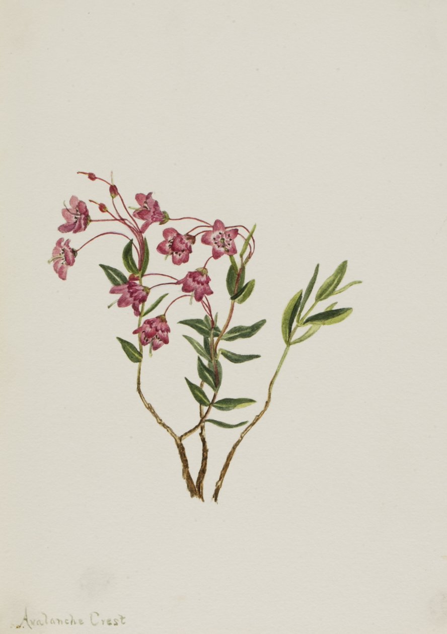 Rocky Mountain Kalmia Kalmia microphylla, n.d. av Mary Vaux Walcott