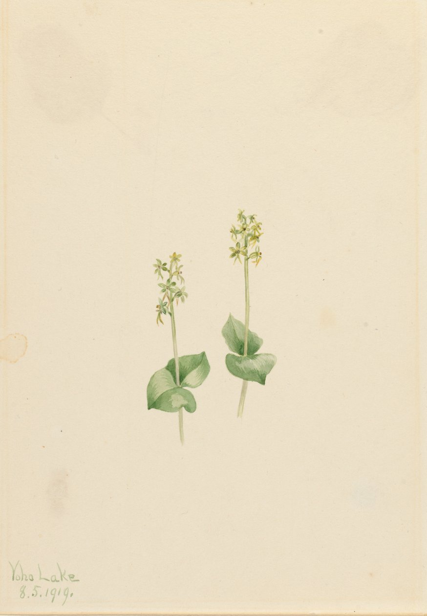 Rocky Mountain Twayblade Ophrys necrophylla, 1919. av Mary Vaux Walcott