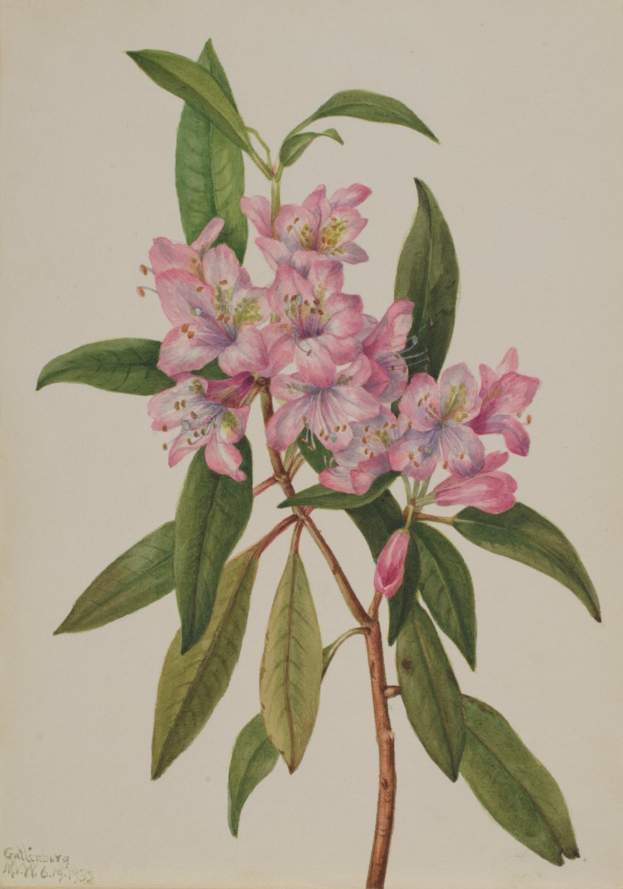 Rose-Bay Rhododendron (Rhododendron carolinianum) av Mary Vaux Walcott