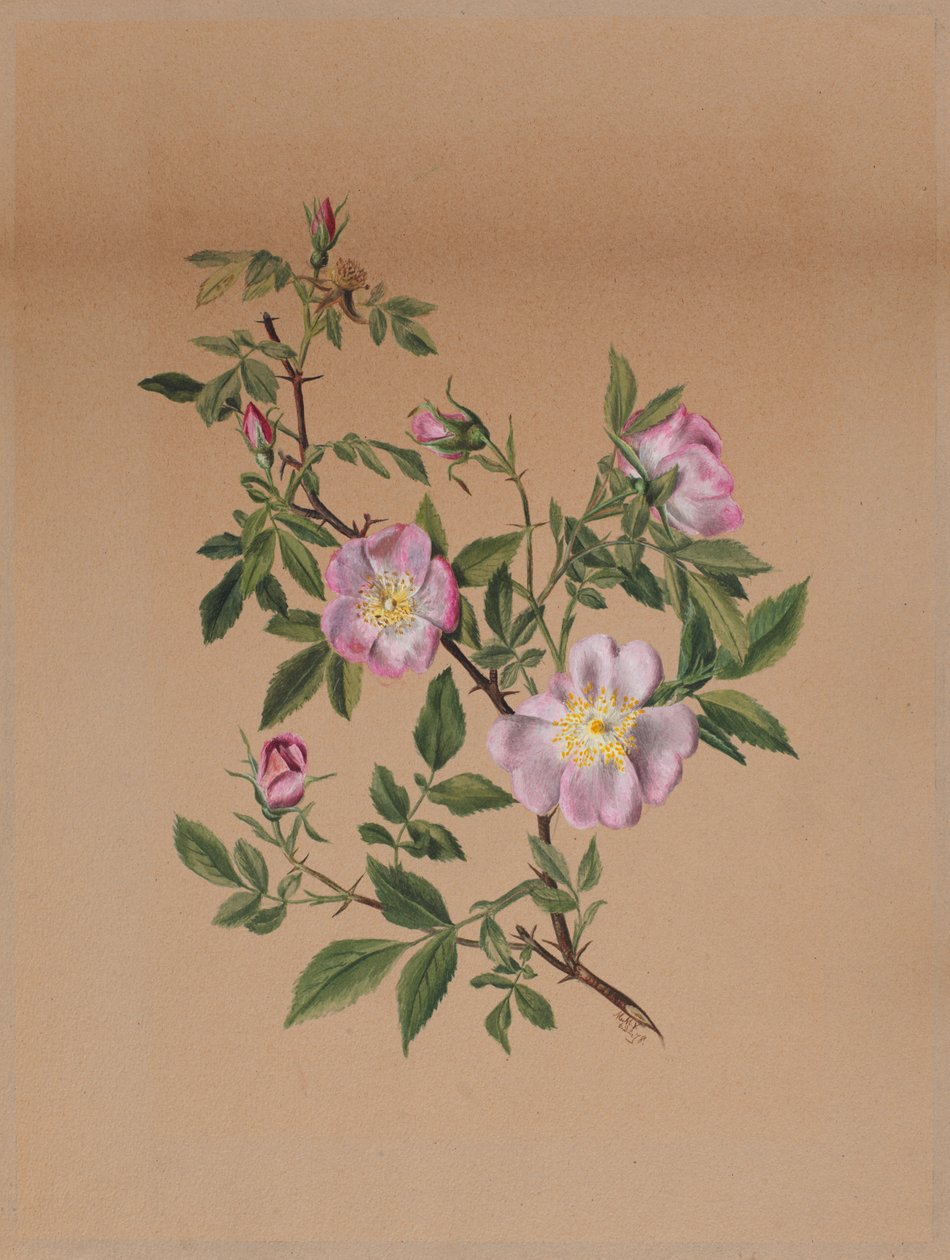 Rose Mallow Hibiscus moscheutos, 1878. av Mary Vaux Walcott