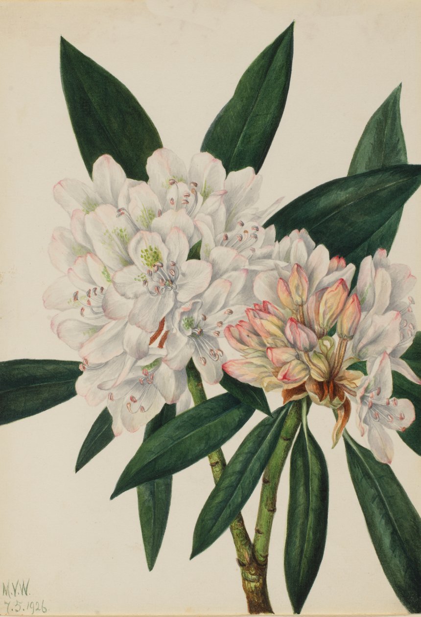 Rosebay Rhododendron Rhododendron maximum, 1926. av Mary Vaux Walcott