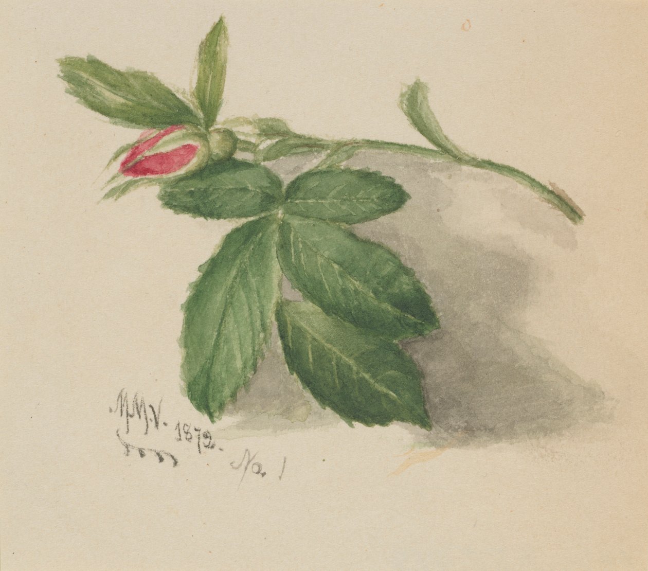 Rosenknopp av Mary Vaux Walcott