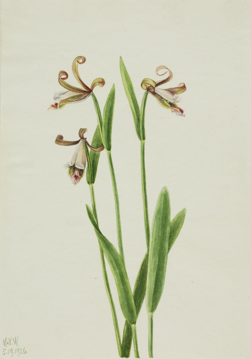 Rosenknoppsorkidé (Pogonia divaricata) av Mary Vaux Walcott