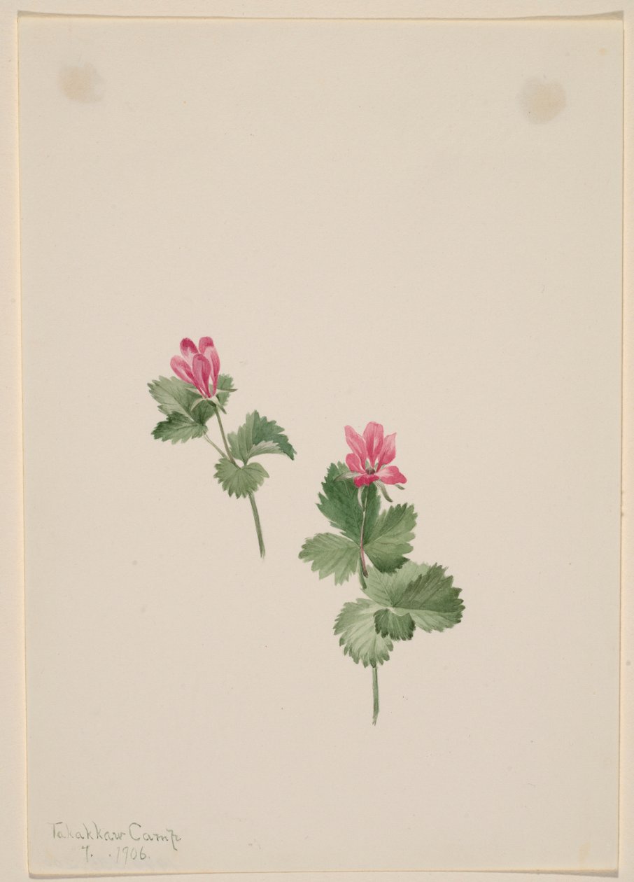 Rubus articus av Mary Vaux Walcott