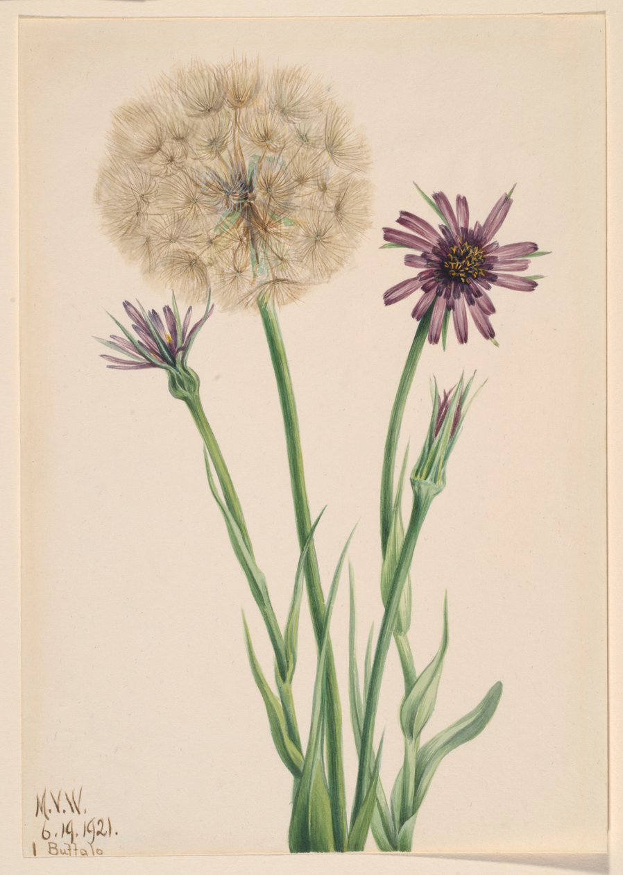 Salsifia (Tragopogon porrifolius) av Mary Vaux Walcott