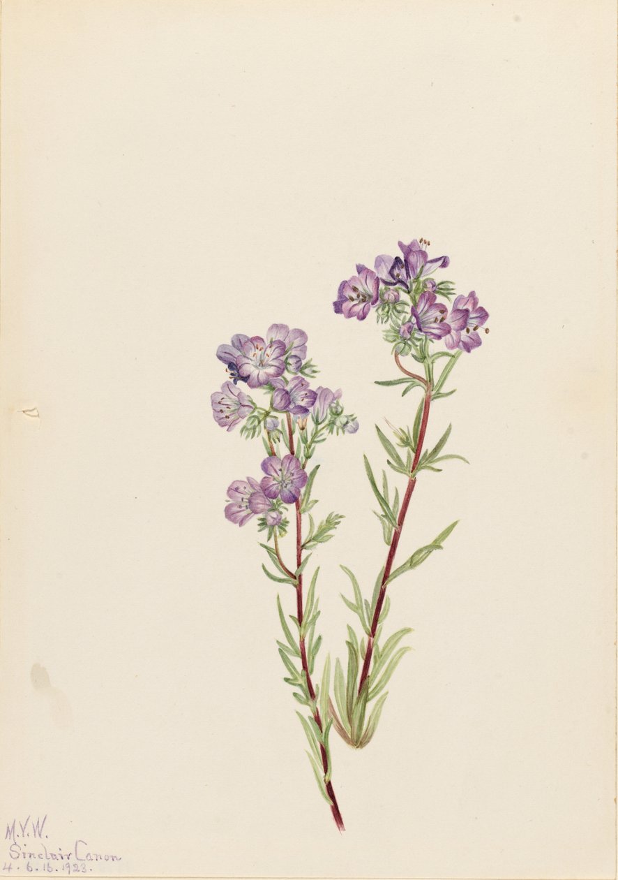 Sandfacelia (Phacelia linearis) av Mary Vaux Walcott