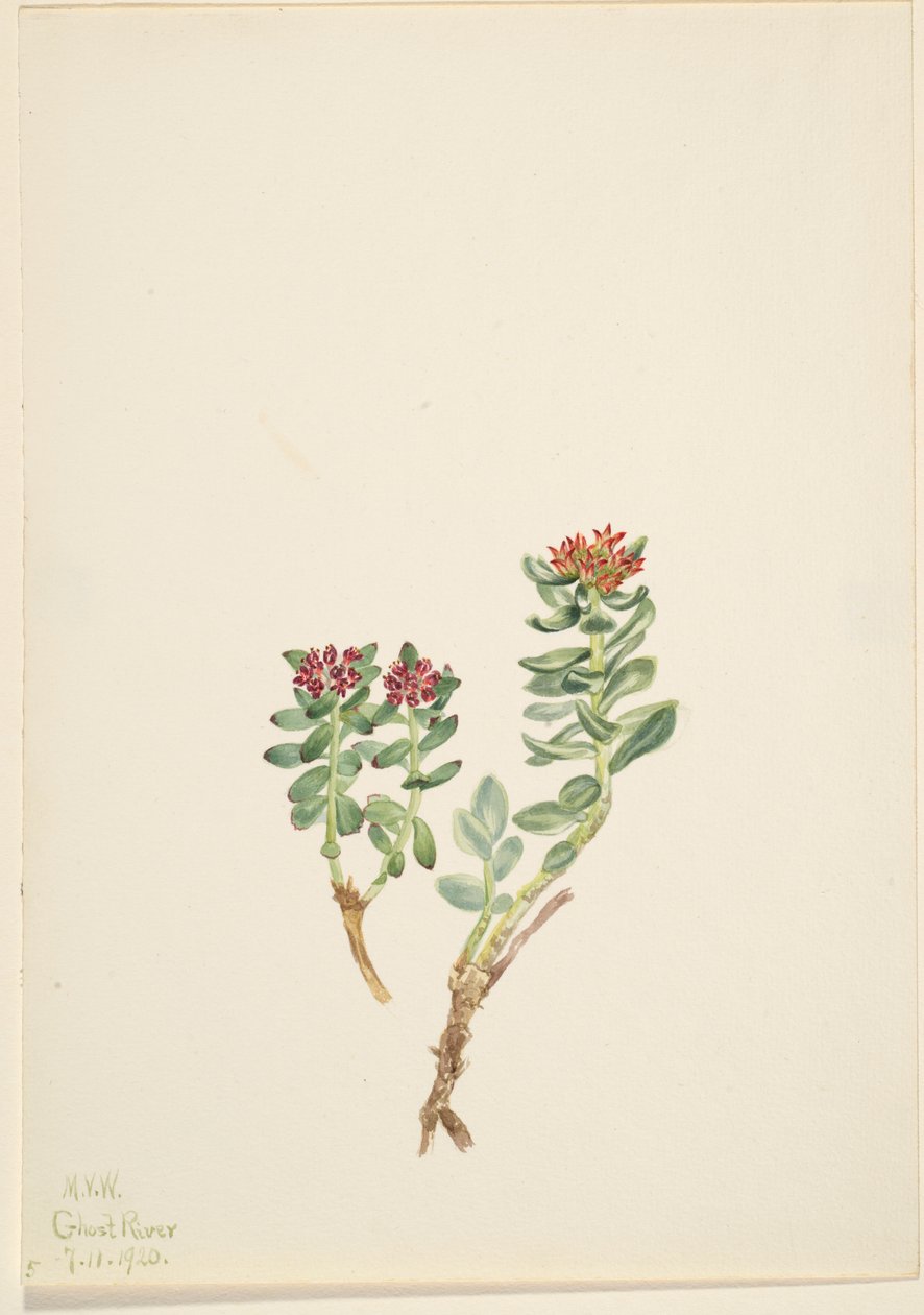 Sanifoiga adscendeus av Mary Vaux Walcott