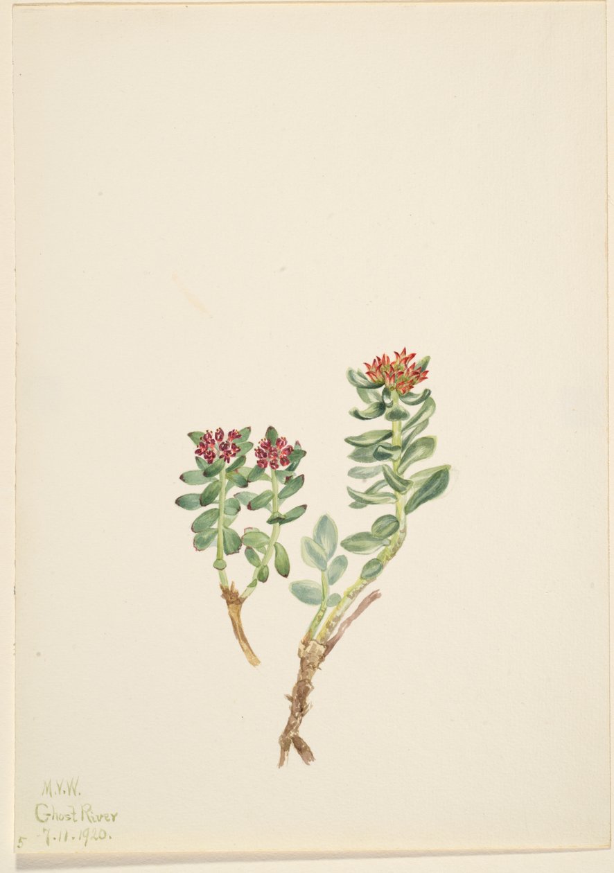 Sanifoiga stigande, 1920. av Mary Vaux Walcott