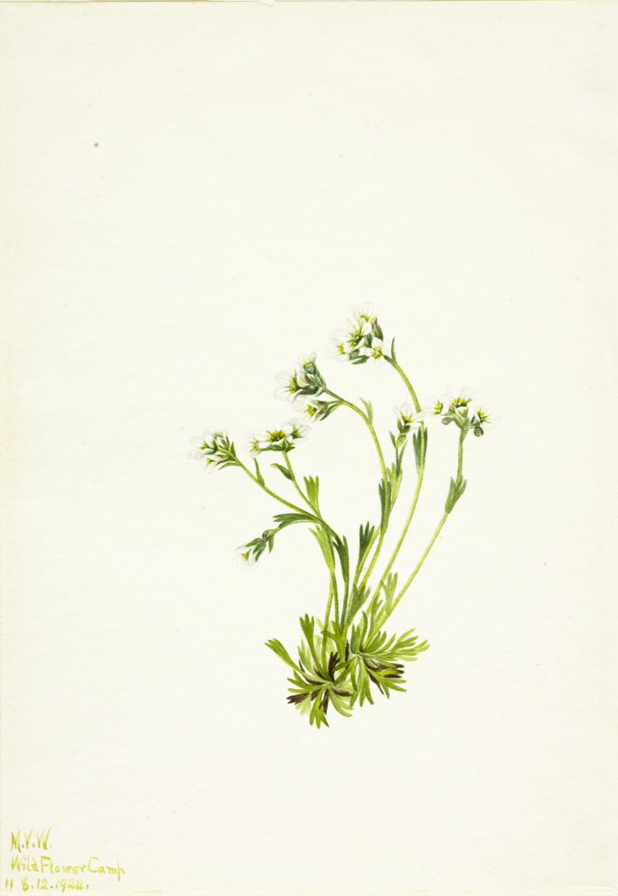 Saxifrage Saxifraga caespitosa, 1924. av Mary Vaux Walcott