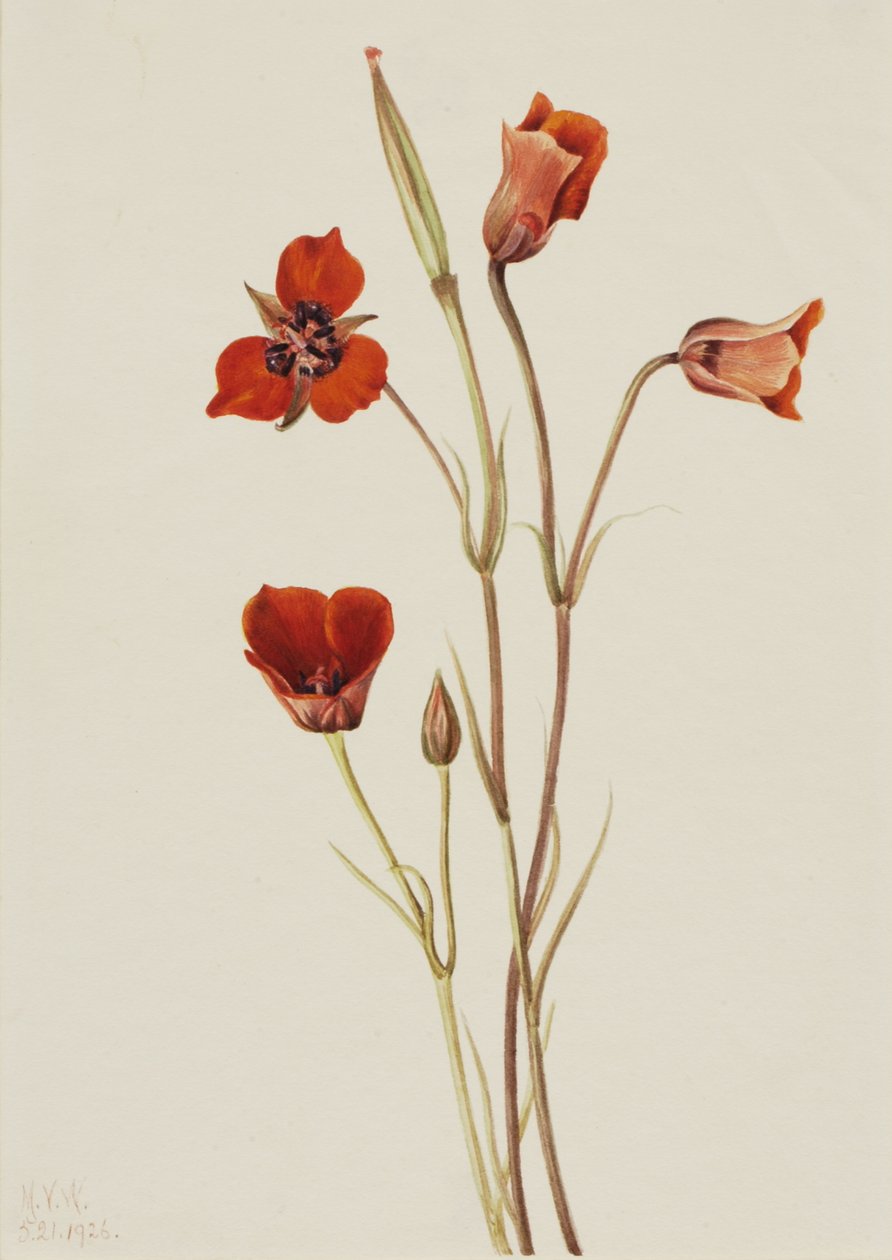 Scarlet Mariposa Calochortus kennedyi, 1926. av Mary Vaux Walcott