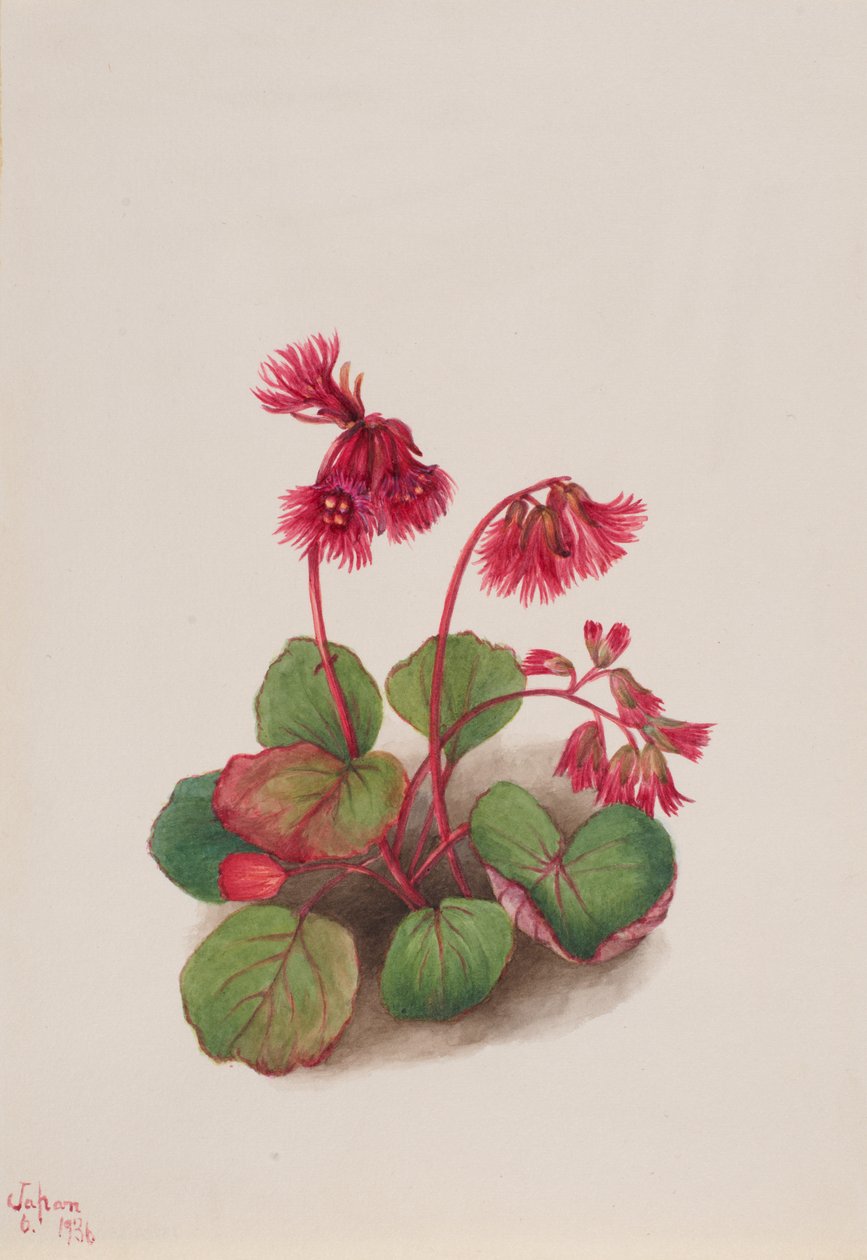 Schizocodon soldanelloides, 1936. av Mary Vaux Walcott