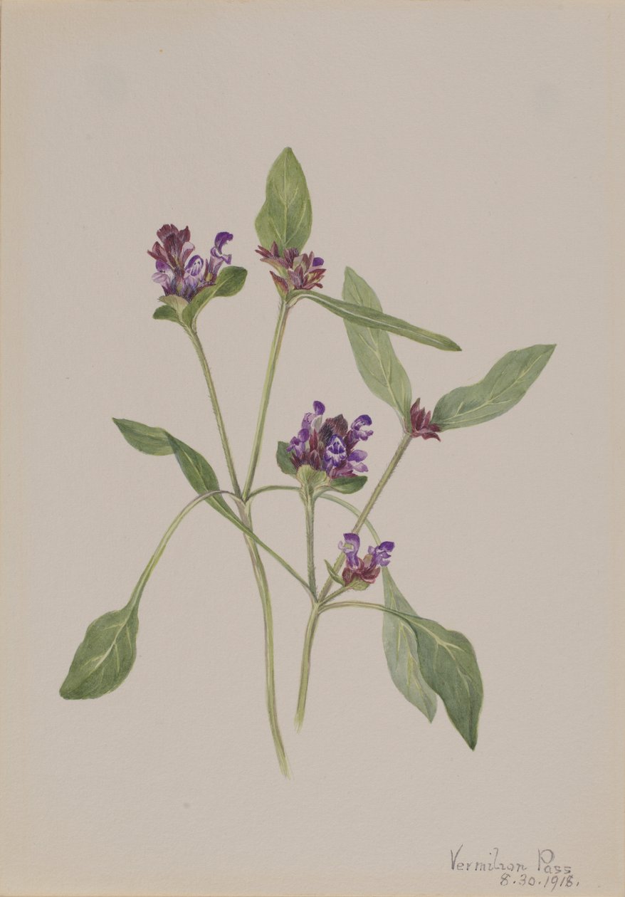 Självläkande (Prunella vulgaris) av Mary Vaux Walcott