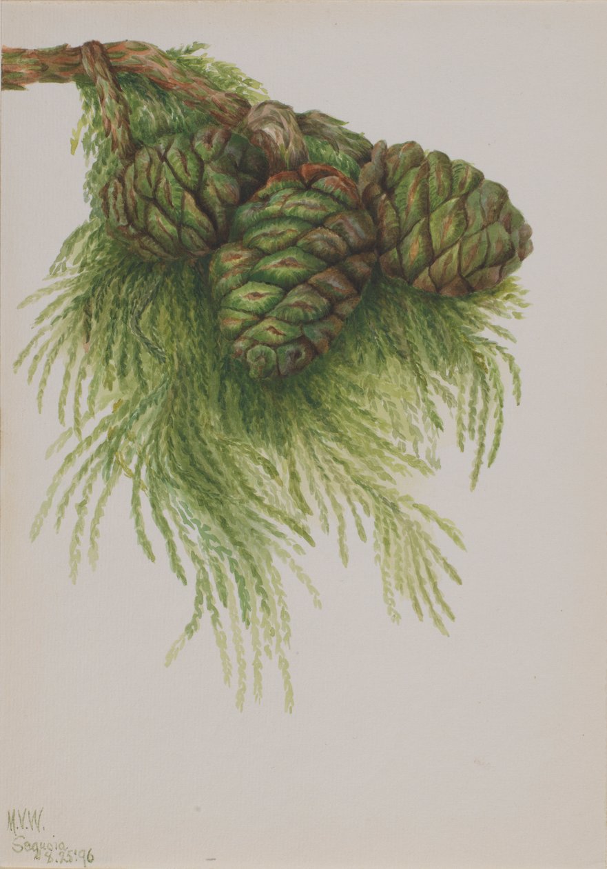 Sequoia (Sequoia gigantea) av Mary Vaux Walcott
