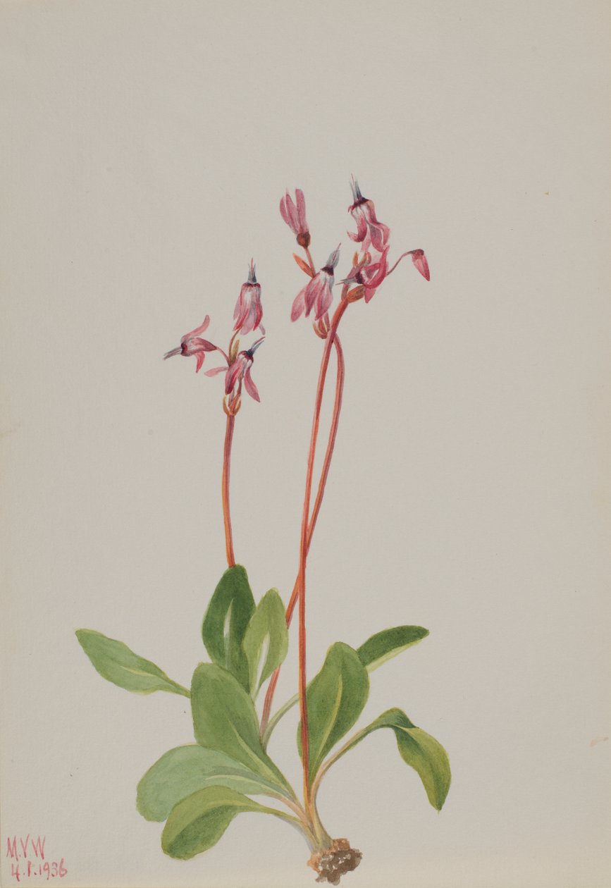 Shooting Star Dodecatheon hendersonii, 1936. av Mary Vaux Walcott