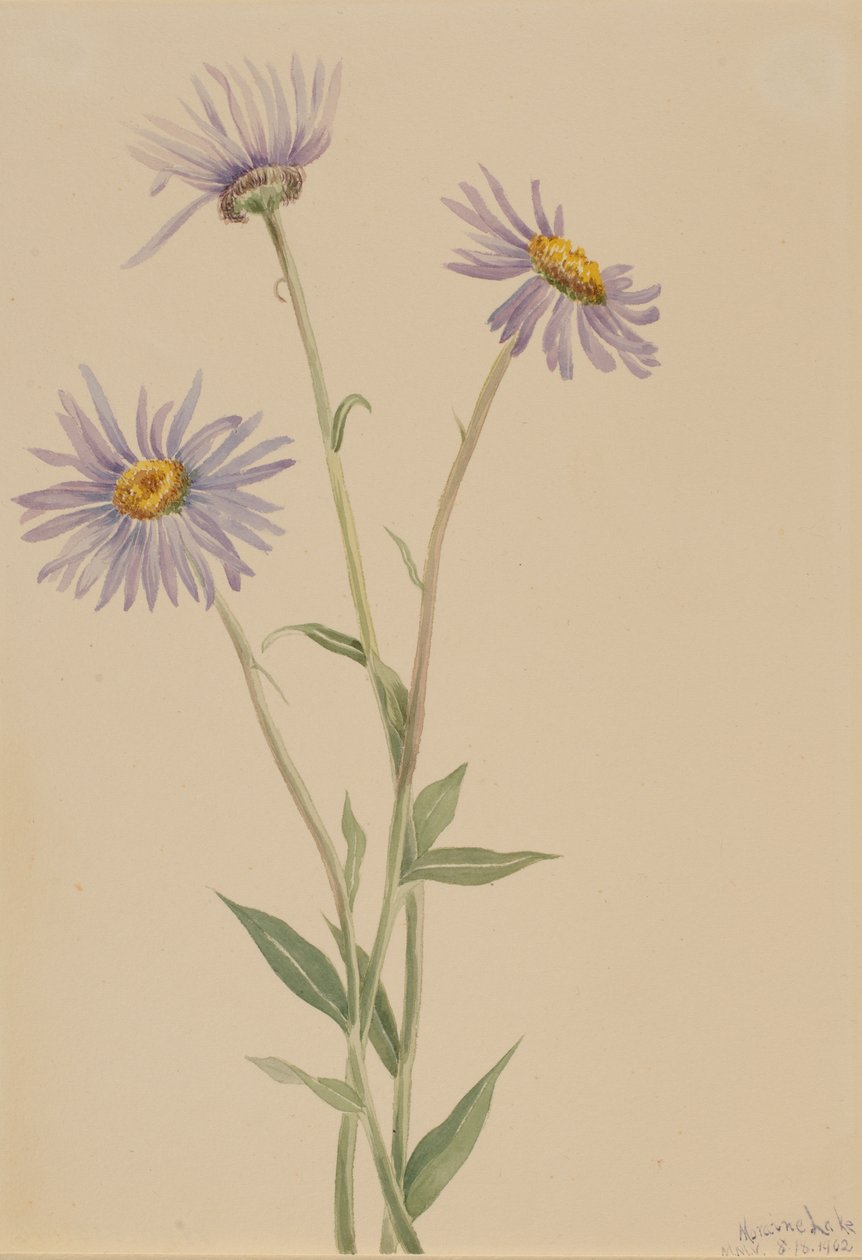 Uppseendeväckande Fleabane Erigeron salsuginosus, 1902. av Mary Vaux Walcott