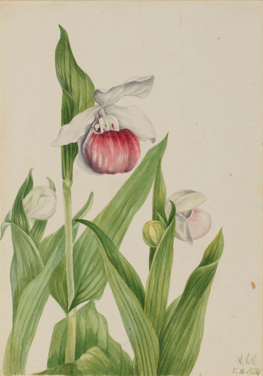 Vitsippa (Cypripedium reginae) av Mary Vaux Walcott