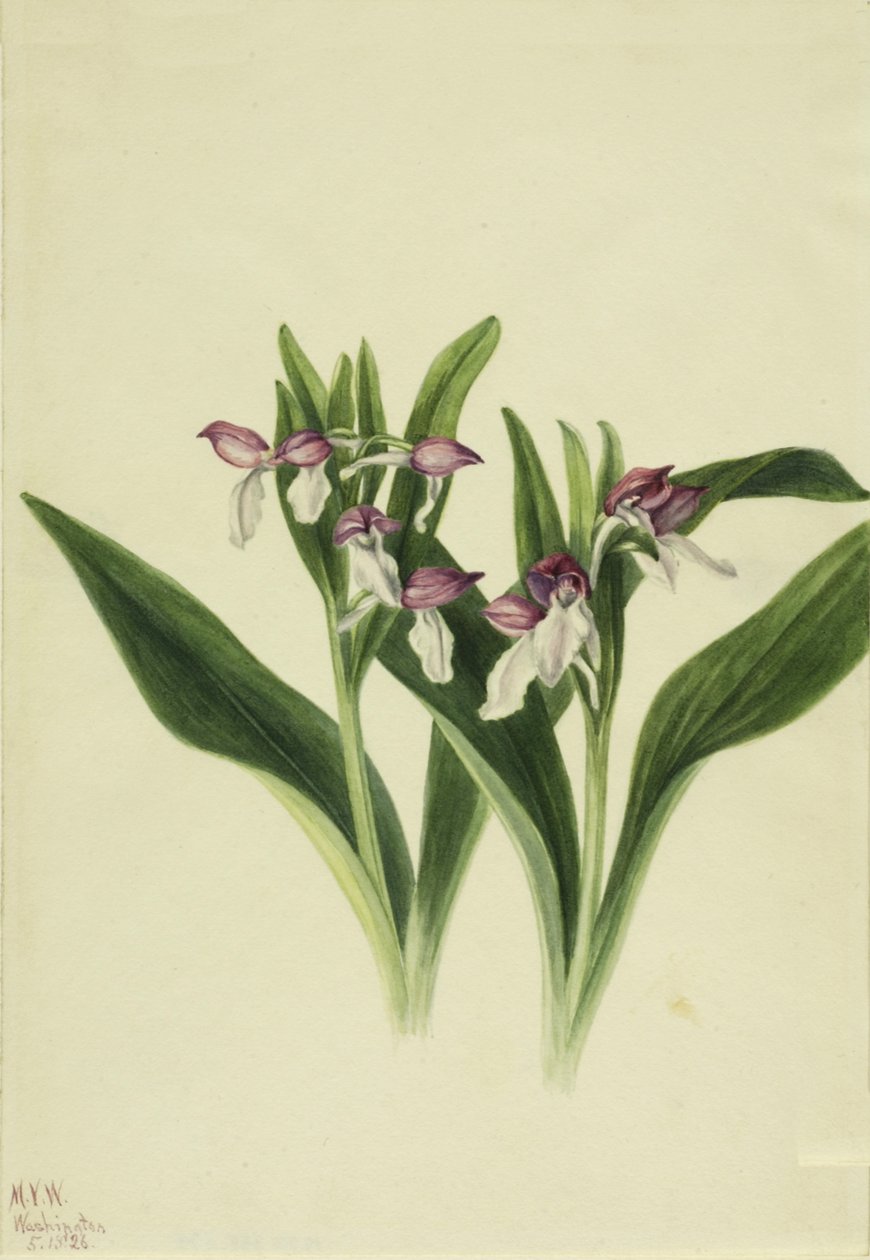 Uppseendeväckande orkidé Uppvisande orkidé, 1926. av Mary Vaux Walcott