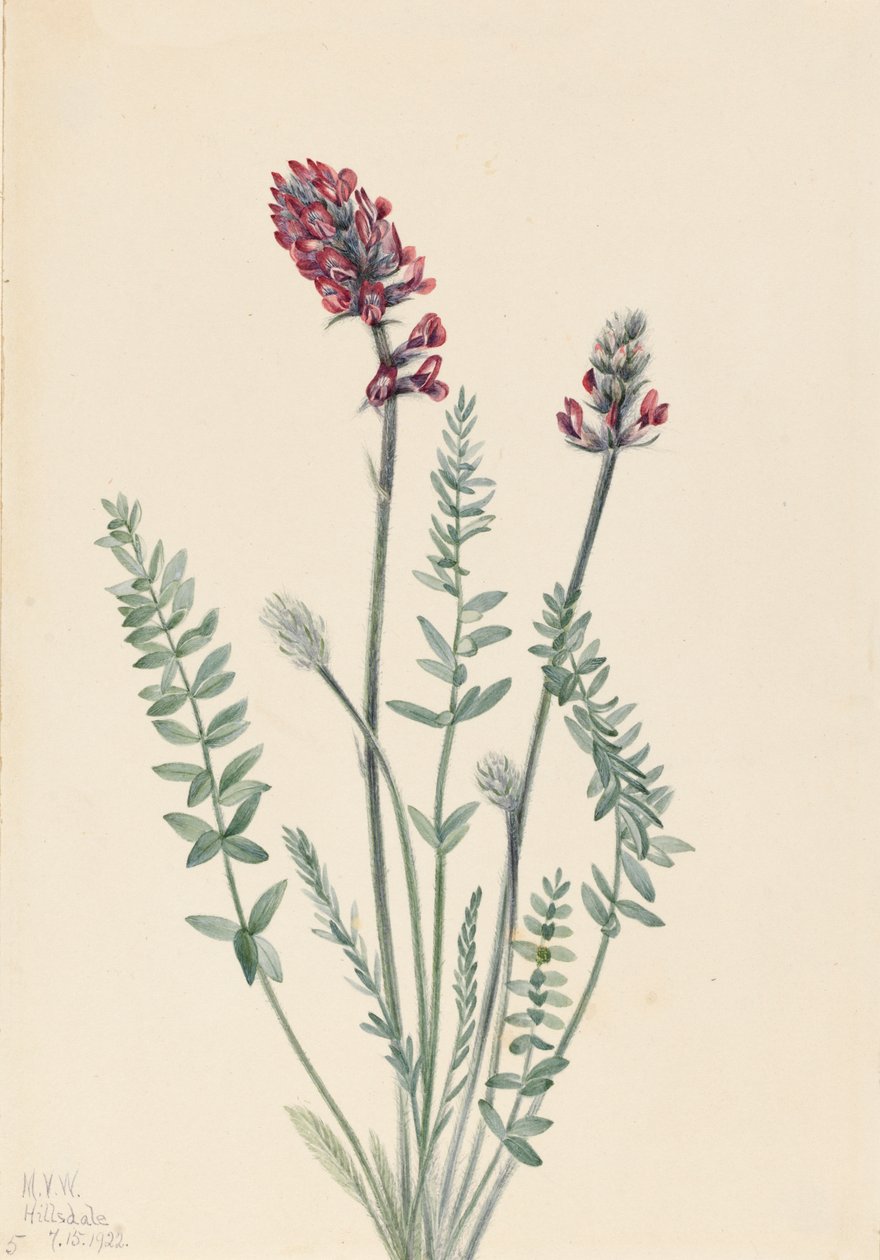 Showy Oxytrope Showy Oxytrope, 1922. av Mary Vaux Walcott