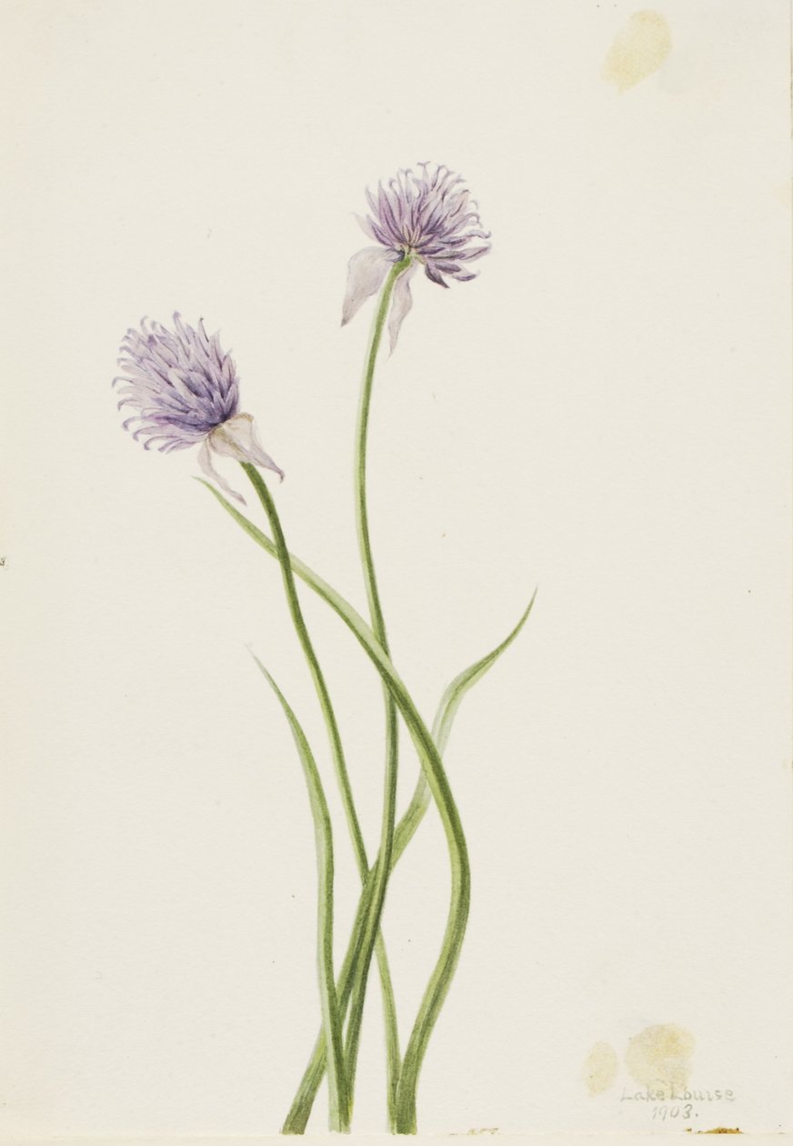 Sibirisk lök (Allium sibericum) av Mary Vaux Walcott