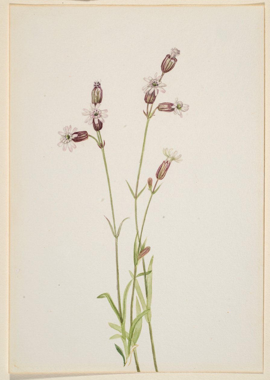 Silene multicaulis av Mary Vaux Walcott