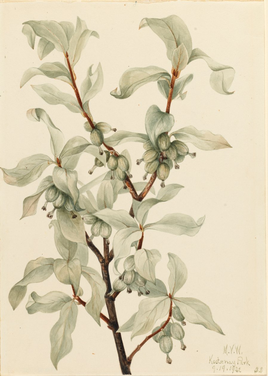 Silverbär Elaeagnus commutata, 1922. av Mary Vaux Walcott