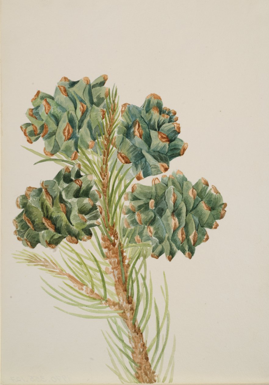 Enbladig tall Pinus monophylla, ca. 1930-talet. av Mary Vaux Walcott