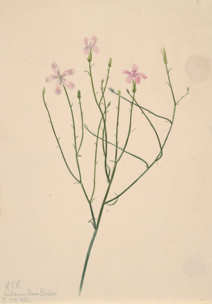 Skelettblomma Lygodesmia juncea, 1923. av Mary Vaux Walcott