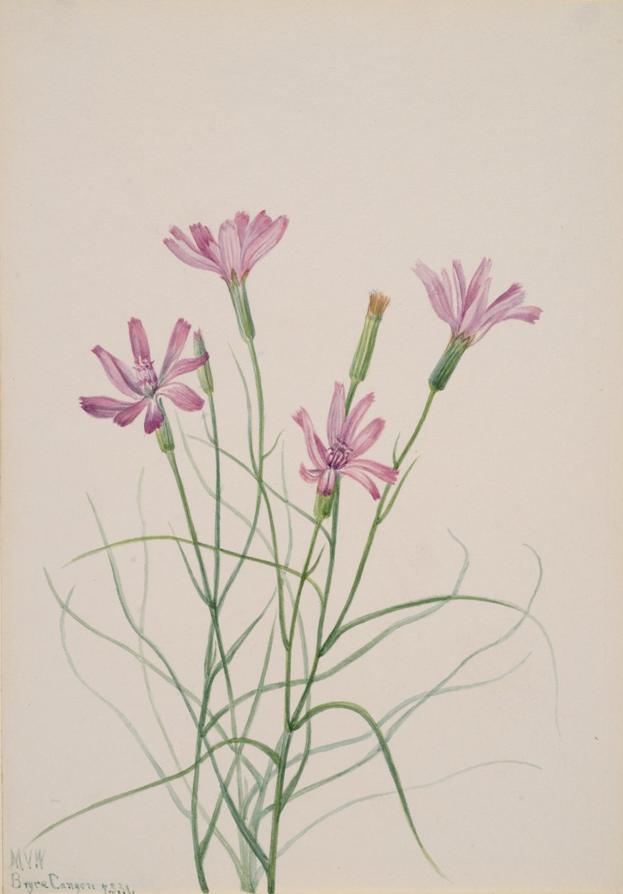 Skeleton Weed Lygodesmia grandiflora, 1931. av Mary Vaux Walcott