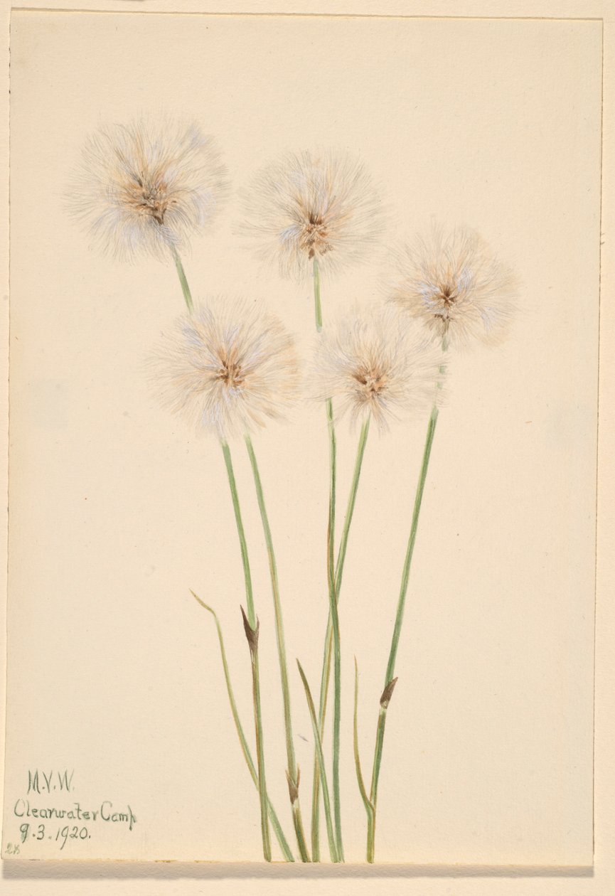 Smal bomullsgräs (Eriophorum chamissonis) av Mary Vaux Walcott