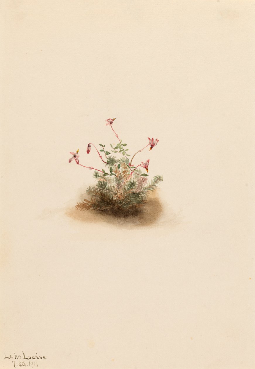 Små tranbär Oxycoccus palustris, 1911. av Mary Vaux Walcott