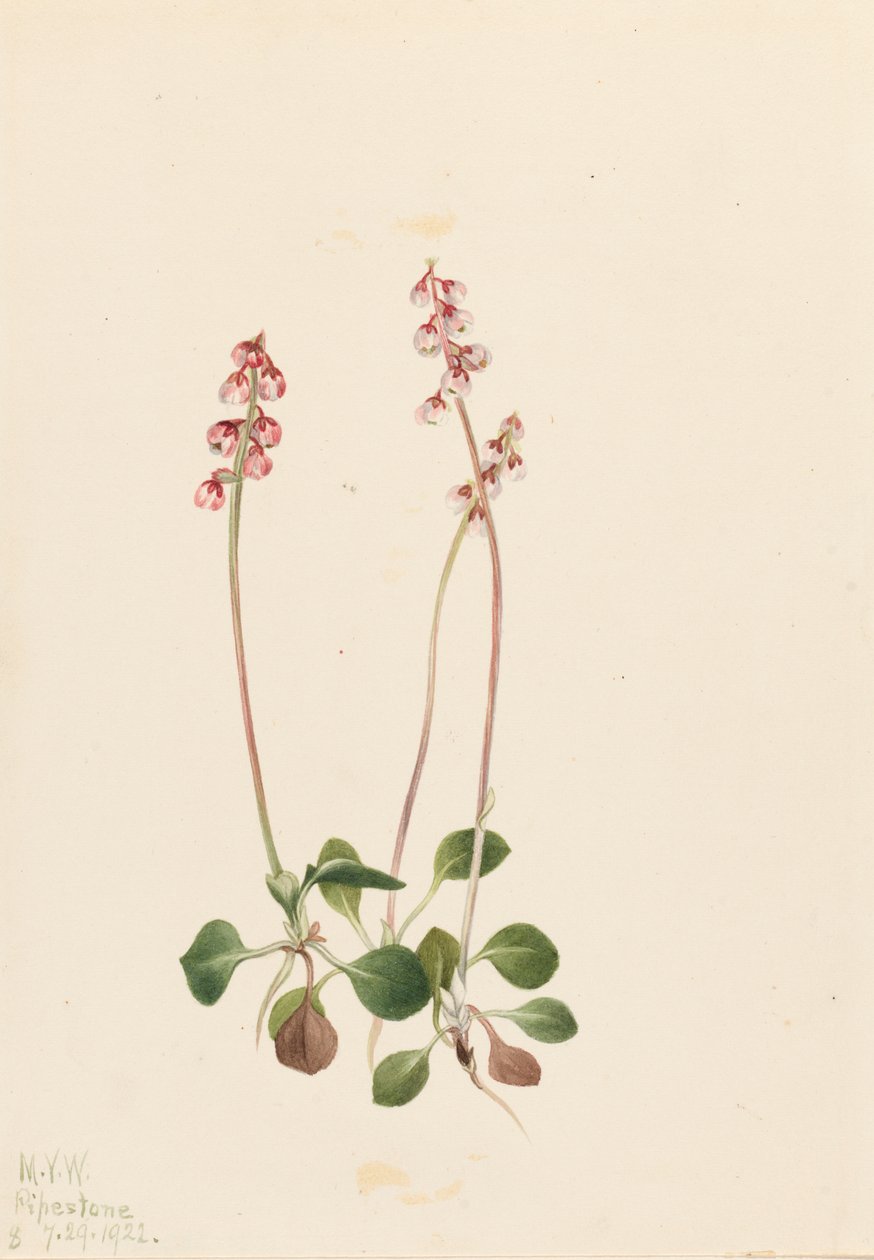 Liten Pyrola Pyrola minor, 1922. av Mary Vaux Walcott