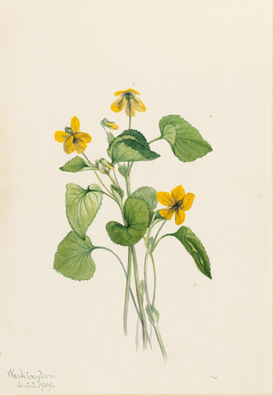 Slät gul viol (Viola eriocarpa) av Mary Vaux Walcott