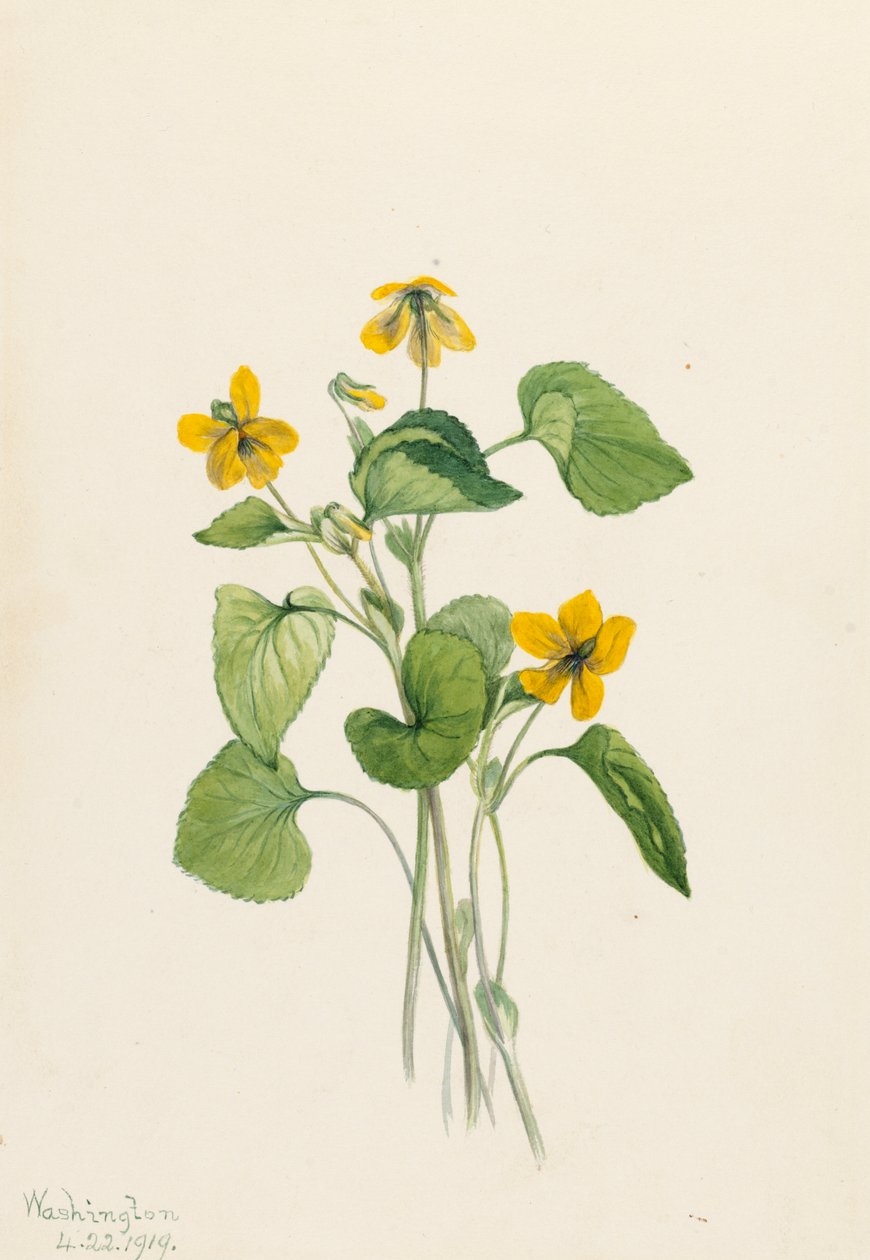Slät gul violett Viola eriocarpa, 1919. av Mary Vaux Walcott