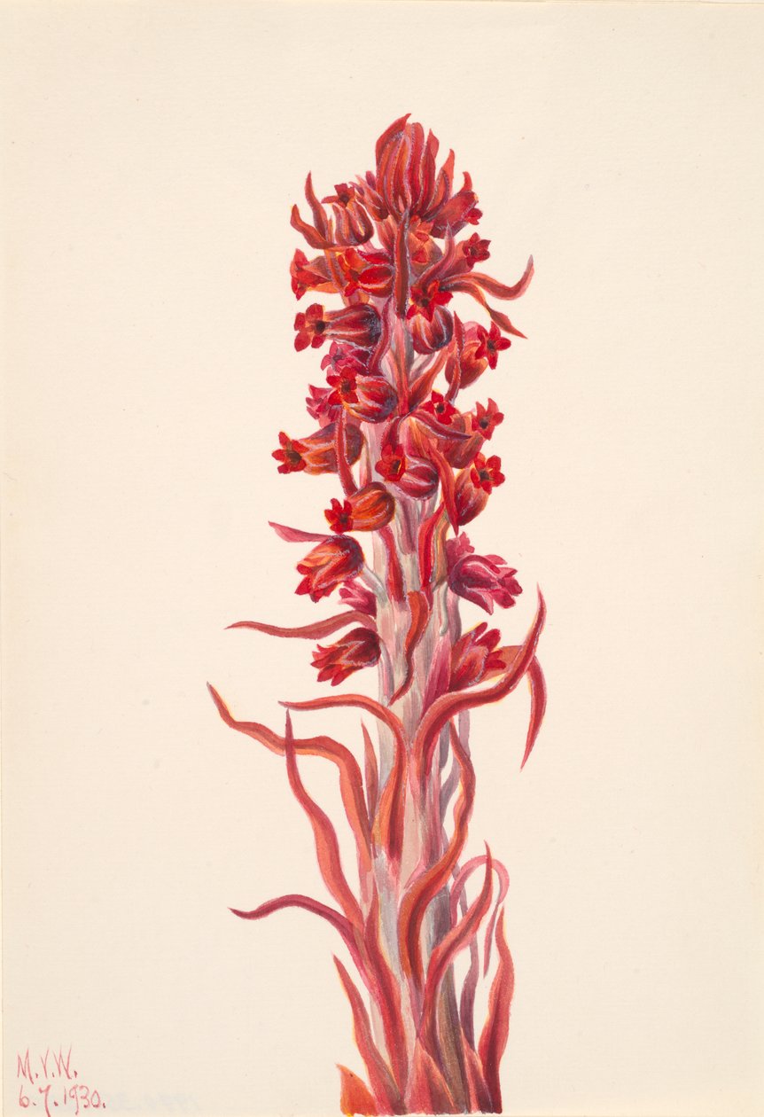 Snow Plant Sarcodes sanguinea, 1930. av Mary Vaux Walcott