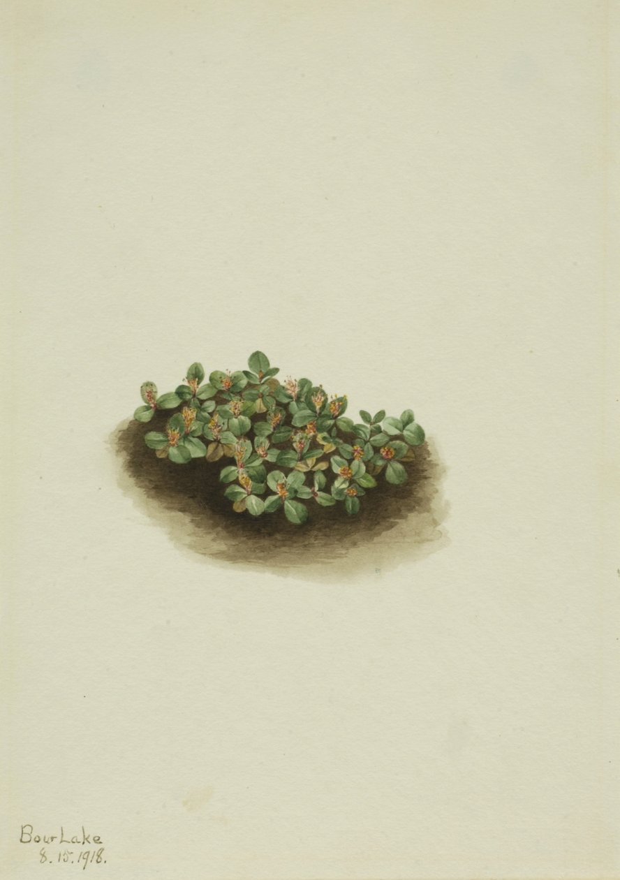 Snösilja (Salix nivalis) av Mary Vaux Walcott