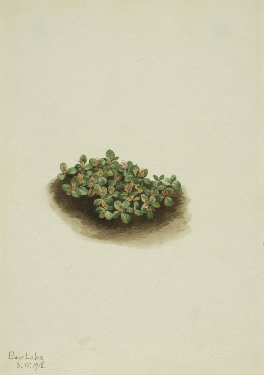 Snow Willow Salix nivalis, 1918. av Mary Vaux Walcott