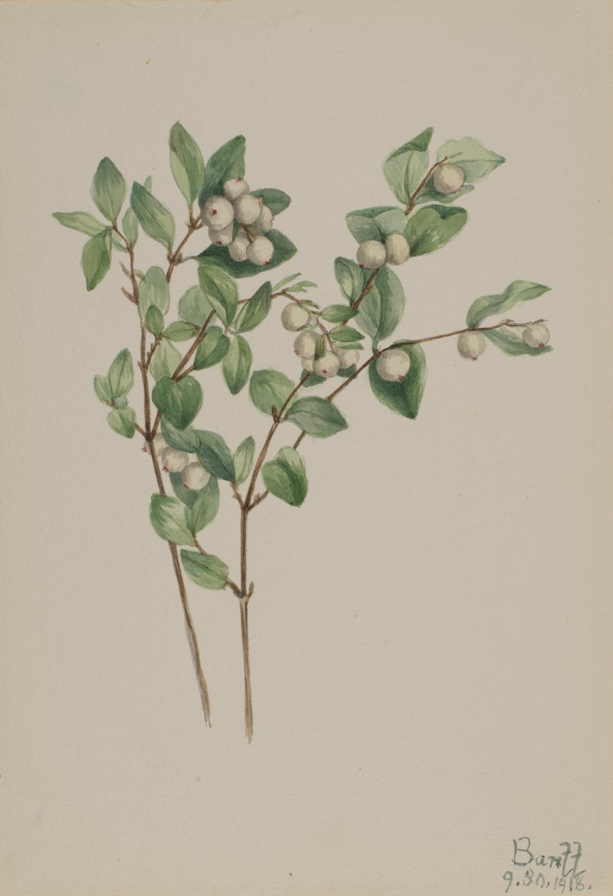 Snöbär (Symphoricarpos albus) av Mary Vaux Walcott