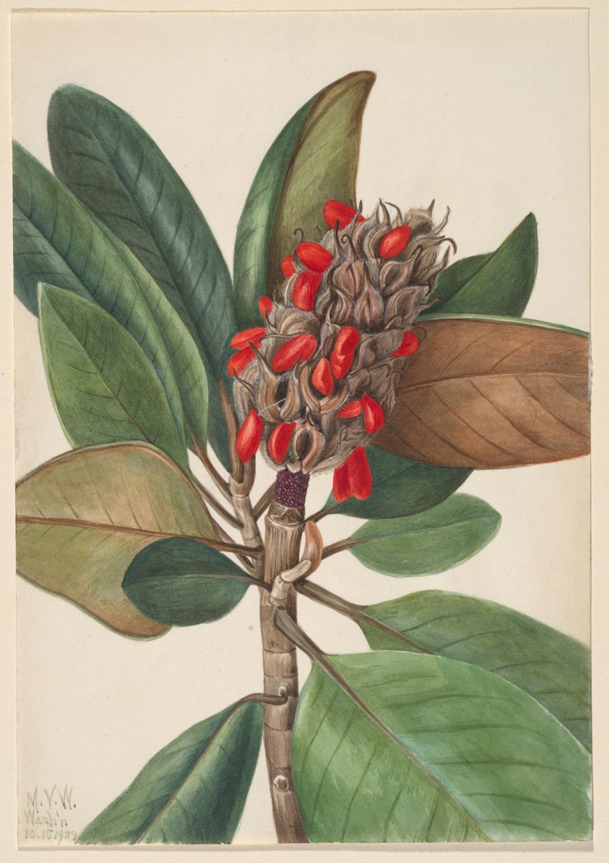 Sydlig magnolia (Magnolia grandiflora) av Mary Vaux Walcott