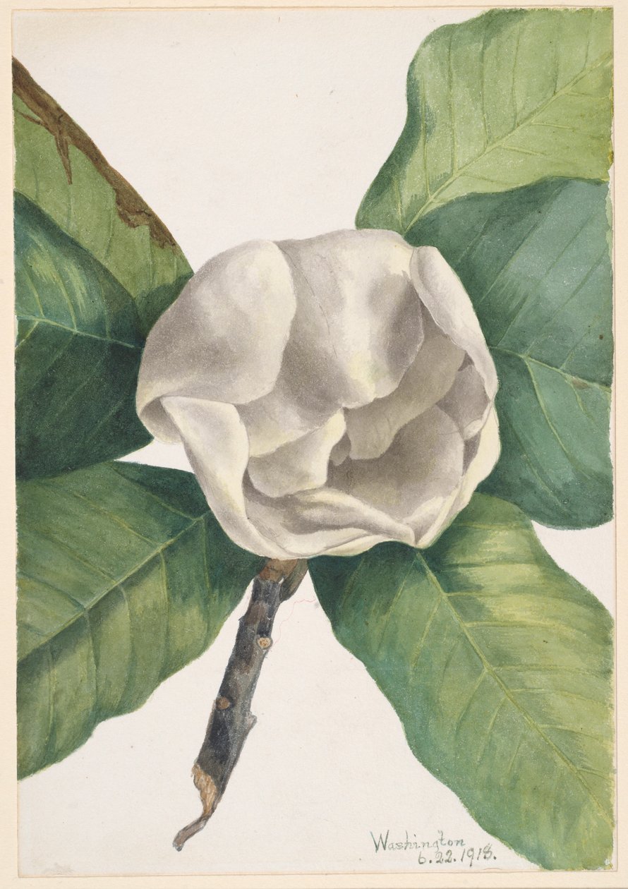 Sydlig magnolia (Magnolia grandiflora) av Mary Vaux Walcott