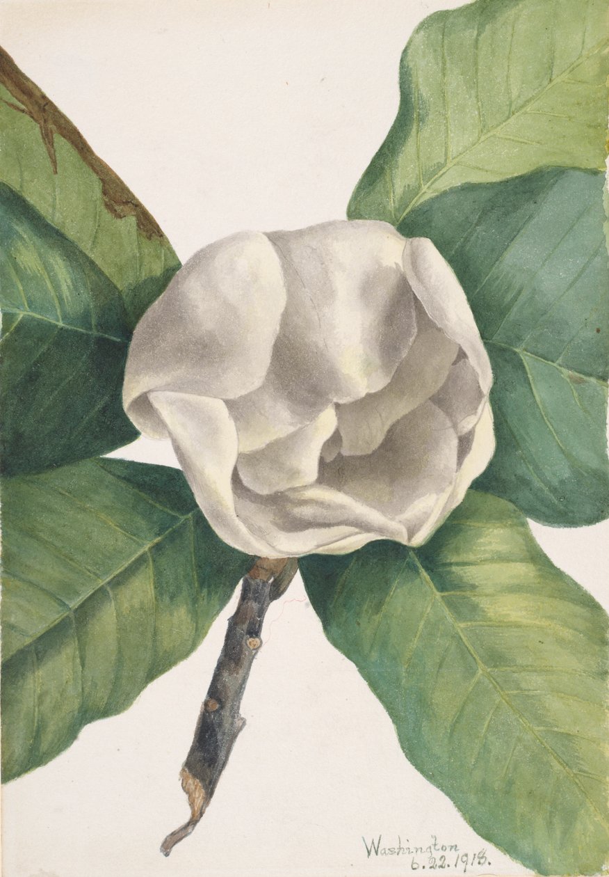 Södra Magnolia Magnolia grandiflora, 1918. av Mary Vaux Walcott