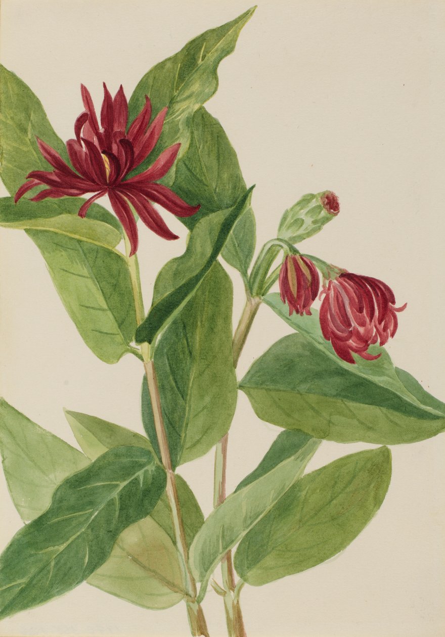 Spikbuske (Calycanthus occidentalis) av Mary Vaux Walcott